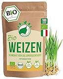 Bio Weizen Sprossen Samen 180g | Keimfähige Weizensamen zur Sprossenzucht...