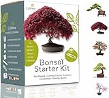 Bonsai Starter Kit – Set Bonsai Anzuchtset 5 verschiedene Bonsaï-Samen...