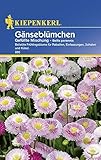 Kiepenkerl 895 Gänseblümchen Gefüllte Mischung (Gänseblümchensamen)