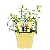 Französischer Estragon in BIO-Qualität - Artemisia dracunculus -...