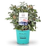 BrazelBerry 'Pink Breeze' Heidelbeere, Beerenobst Strauch, Waldbeere,...