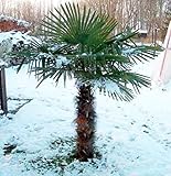 RARITÄT Frostharte Hanfpalme Trachycarpus Ukhrulensis Größe bis 180 cm....