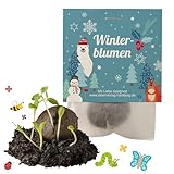 10x 'Winterblumen' Winter Samenbomben Kindergeburtstag / treiben aus bei...