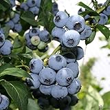 2er Set Heidelbeeren - Winterharte Blaubeeren Vaccinium Corymbosum | Große...