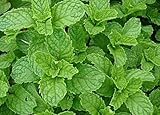 Samen mentha spicata, Spearmint, Krause Minze, marokkanische Minze (100...