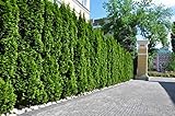 20st. Thuja Smaragd 50-70cm ohne Ballen gemessen Heckenpflanzen Lebensbaum...