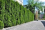 10st. Thuja Smaragd 80-100cm ohne Topf gemessen Heckenpflanzen Lebensbaum...