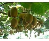 20 Mini Cocktail Kiwi Samen, selbstfruchtend, schnellwüchsig, eigene Kiwi...