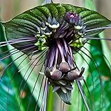 10 Stück lustige seltene schwarze Fledermaus Tacca Chantrieri Whiskers...