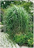 1 x Miscanthus x giganteus im 1 Liter Topf...