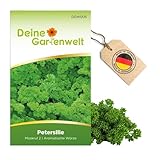 Petersilie Moskrul 2 (Mooskrause) Samen - Petroselinum crispum -...