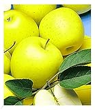 BALDUR Garten Säulen-Apfel 'Golden Delicious', 1 Pflanze, Apfelbaum,...