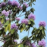 Azalee Winterhart, blühende sträucher winterhart Rhododendron, für...