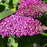 3 x Sommerflieder Royal Red 40–60 cm im Topf | Buddleja davidii Flieder...