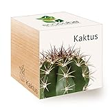 Feel Green Ecocube Kaktus, Nachhaltige Geschenkidee (100% Eco Friendly),...