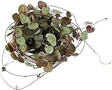 Fangblatt - Ceropegia woodii Leuchterblume - Ø 8,5 cm Topf, ca. 30 cm lang...