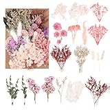 Natürliche getrocknete Blumen & getrocknete Blüten – Bunte...