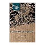 Gelbgrüner Frauenmantel (Alchemilla xanthochlora) 500 Samen Taubecher,...