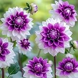 Dahlien-Rhizome/Zieht Zen und Glück an/Große und einzigartige...