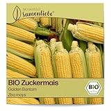 Samenliebe BIO Zuckermais Samen alte Sorte Golden Bantam süßer...