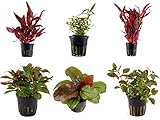 Tropica Pflanzen Set 6 schöne rote Topf Pflanzen Aquariumpflanzenset Nr.10...