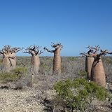 15 pcs Baobab Baum Kaufen Samen, immergrüne pflanzen winterhart...