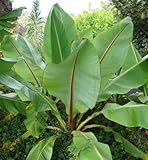 Seedeo Große Zierbanane (Ensete ventricosum) 10 Samen