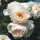 Kletterrose Uetersener Klosterrose creme-weiß - Kletter-Rose duftend -...