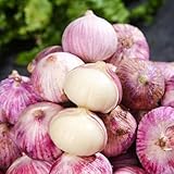 300 pcs Knoblauch Samen Kaufen, Winterknoblauch, Pflanzknoblauch,...