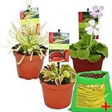 Exotenherz - Starter Set Fleischfressende Pflanzen - 3 Pflanzen + Erde -...
