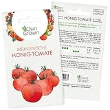 Tomaten Samen Mexikanische Honigtomate: Premium Cocktailtomaten Samen zum...