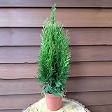 Thuja occidentalis Smaragd 60-80cm von Intragarten im Topf