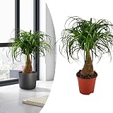 Happy Plants Becaurnea Elefantenfuß Pflanze I 70 cm x ⌀19 cm, exotische...