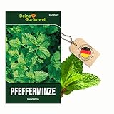 Pfefferminze Mehrjährig Samen - Mentha piperita - Pfefferminzesamen -...