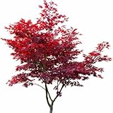 1 x Japanischer Fächerahorn Acer palmatum ‘Atropurpureum’ 60-80 cm...