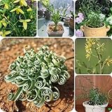 80 pcs Albuca Spiralis Samen pflanzen für garten, gartensamen Albuca...