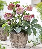 BALDUR Garten 1x Christrose 'Double Ellen Picotée', Pflanze im 9x9...