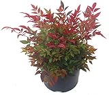 Nandina domestica 'Gulfstream'-Scheinbambus, Himmelsbambus - winterharter,...