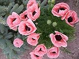 Papaver orientale 'Königin Alexandra', Mohn 'Queen Alexandra' Riesenmohn...