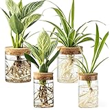 BigKing 4 Stück Hydrokultur Pflanzen Terrarium mit Holzdeckel,...