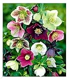 BALDUR Garten Christrosen-Mix Winter Dreams,3 Knollen, Blumenzwiebeln,...