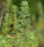 Eberraute - Artemisia abrotanum - Gartenpflanze