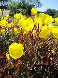 Nachtkerze Sonnenwende - Garten Nachtkerze - Oenothera tetragona...