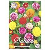 Sommerblumen Dahlien Knollen Blumenzwiebeln Mix Dahlia Bunte Auswahl im Mix...