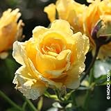 Kletterrose 'Sommergold ®' ist eine leuchtend goldgelbe und duftende Rose...