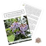 Blauglockenbaum Kiribaum Samen (Paulownia tomentosa, 300 Korn) - Schnellst...