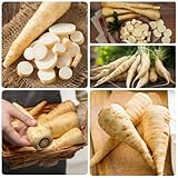 PastinakenSamen, Pastinaca sativa, balkongarten kräutersamen wintergemüse...
