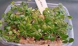100 Seeds: jiaogulan Seeds, gynostemma pentaphyllum, herb of Immortality :...