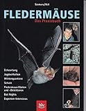 Fledermäuse