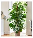 BALDUR-Garten Monstera - Fensterblatt ca. 60-70 cm hoch, 1 Pflanze,...